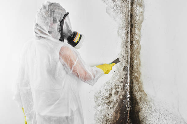 Best Mold Prevention Services  in Alvarado, TX